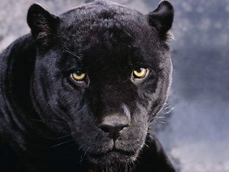 Black Panther - feline, black panther, panther