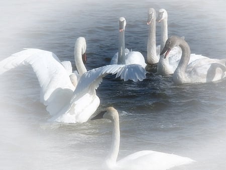 White Swans - bird, white, water, swan