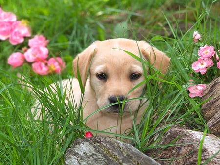 She'll Never Find Me Here - canine, domestic, puppy, dog