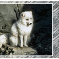 Arctic Fox