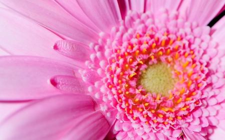 Daisy - nature, daisy, flower, petals, pink