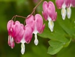 Bleeding Hearts