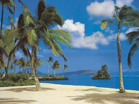 Palm Trees - beach, ocean, palm trees, sand