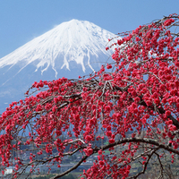 Mt. Fuji    Japan