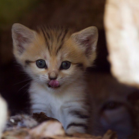 Sweet Little Kitty