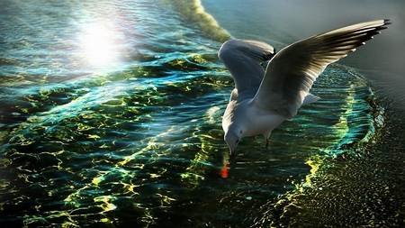 Catch a GoldFish... - sunshine, beach, water, goldfish, shore, seagull, waves, beautiful, prey