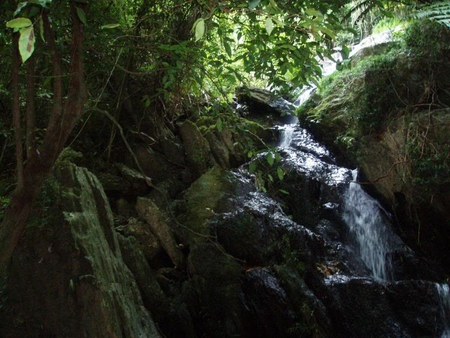 Daintree Rainforest Queensland, Australia