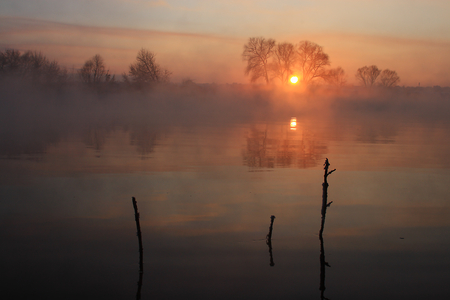 Sunset through the Trees - calm, sunset, beautiful, foggy, lake, lovely