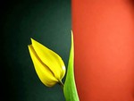 single tulip