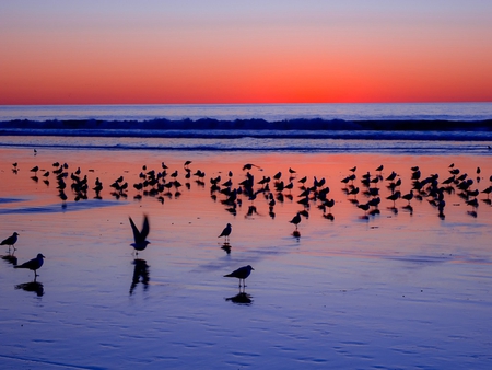 Dusk - bird, sea, sunset, beach