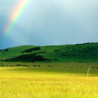 Rainbow Field