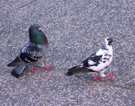 Chest rise - cute, chest rise, pigeon, walking