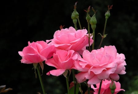 Barb's Roses - roses, beautiful, lovely, pink, gracious, outdoors, barb, nature, kindness