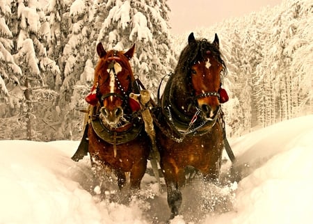 Horses - snow, nature, horse, animals