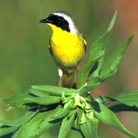 Yellow-Throat-Bird