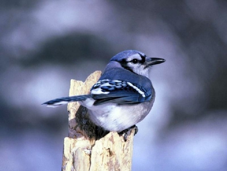 Blue-Jay-Bird - picture, cool, blue, bird, jay