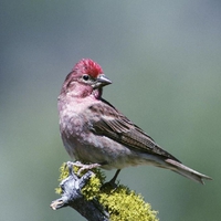 Finch-Bird