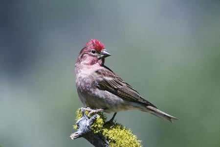 Finch-Bird - bird, finch, picture, cool