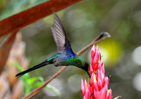 Humming Bird - bird, picture, cool, humming