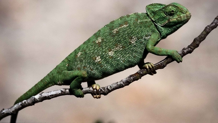 Green Chameleon - animal, chameleon, reptile, green