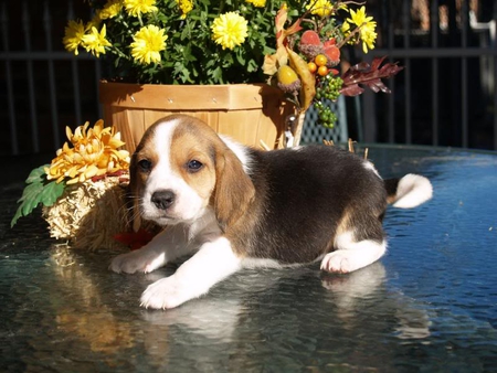 It's a Little Slippery - beagle, flowers, glass, puppy