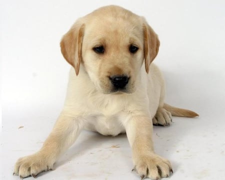 Puppy - paws, lab, puppy, tan