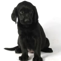 Black Labrador