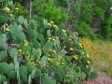 Texas Prickly Pear - cactus, prickly, flower, pear