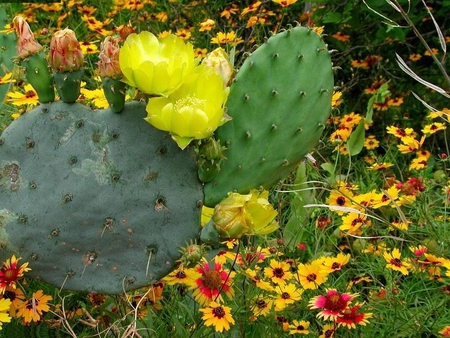 Cactus Blooms and Wild Flowers, in Southern Texas - flowers, yellow, cactus, bloom