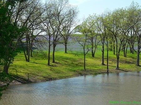 Bluebonnets, Ennis Texas - trees, water, bluebonnets, sky