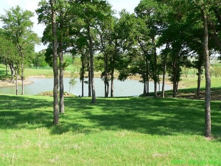 Bluebonnets, Ennis Texas - grass, trees, flower, bluebonnets