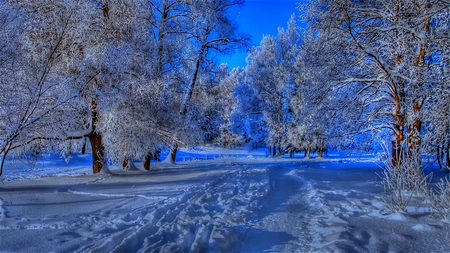 Beautiful Winter - pretty, trees, blue, beautiful, snow, path, white, rich, footprints