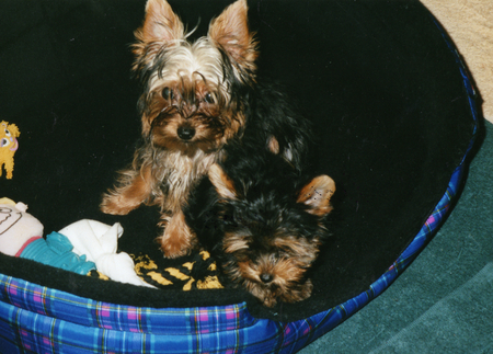 THE FACES OF BEAUTY - yorkies, toy dogs, pets, puppies