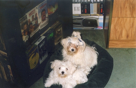 TWO LOVELY LADIES! - dogs, maltese, toy dogs, pets