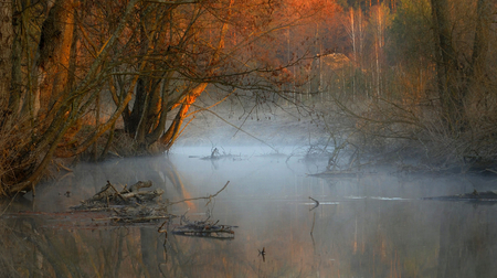 Misty Morning in the Forest - morning, forest, trees, water, mist