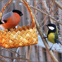 Bullfinch and Great Tit.