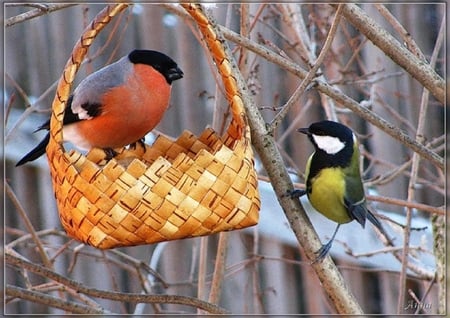 Bullfinch and Great Tit. - great tit, bullfinch, perch, animal, basket, bird