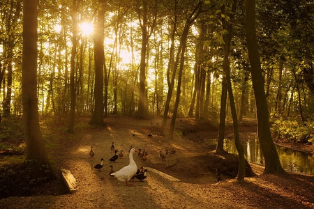 Golden Morning - morning, sunshine, trees, water, lovely, ducklings, ducks, scenery, golden