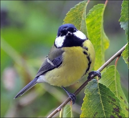 Great Tit. - bird, great tit, animal, leaf, perch