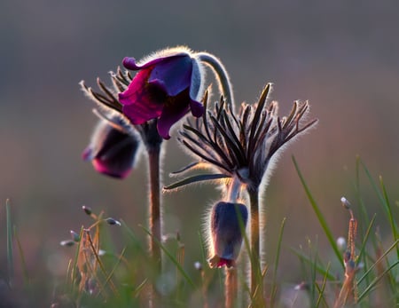 The Awakening - buds, purple, ready to bloom, flowers, awakening, lovely