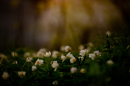 About to fall asleep... - tiny, flowers, white, nature, beautiful, lovely, sleeping