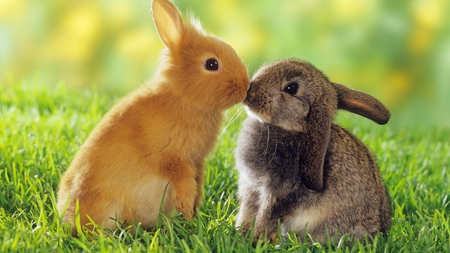 Bunnys - rabbit, cute, kiss, bunny