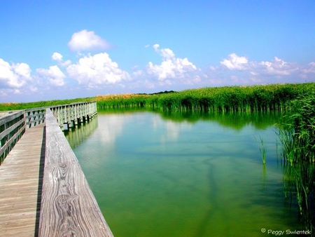 Aligator and Bird Habitat - bird, marsh, aligator, sky