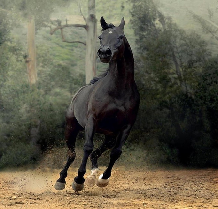 Horse. - gallop, animal, horse, brown