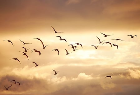 Freedom of the Sky - freedom, sky, animals, birds