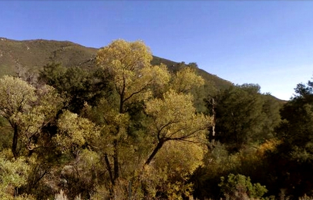 Trees in California - hill, summer, california, trees