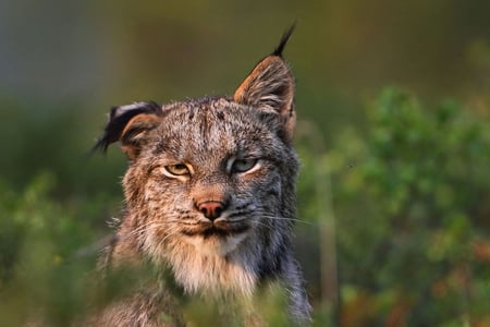 Lynx - big cats, nature, lynx, wild, cat, animals