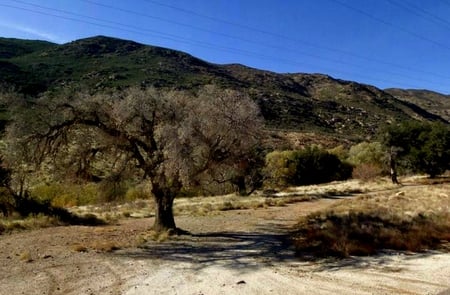 Trees in California - hills, trees, summer, california