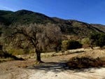 Trees in California