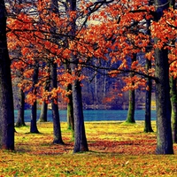 AUTUMN FOREST